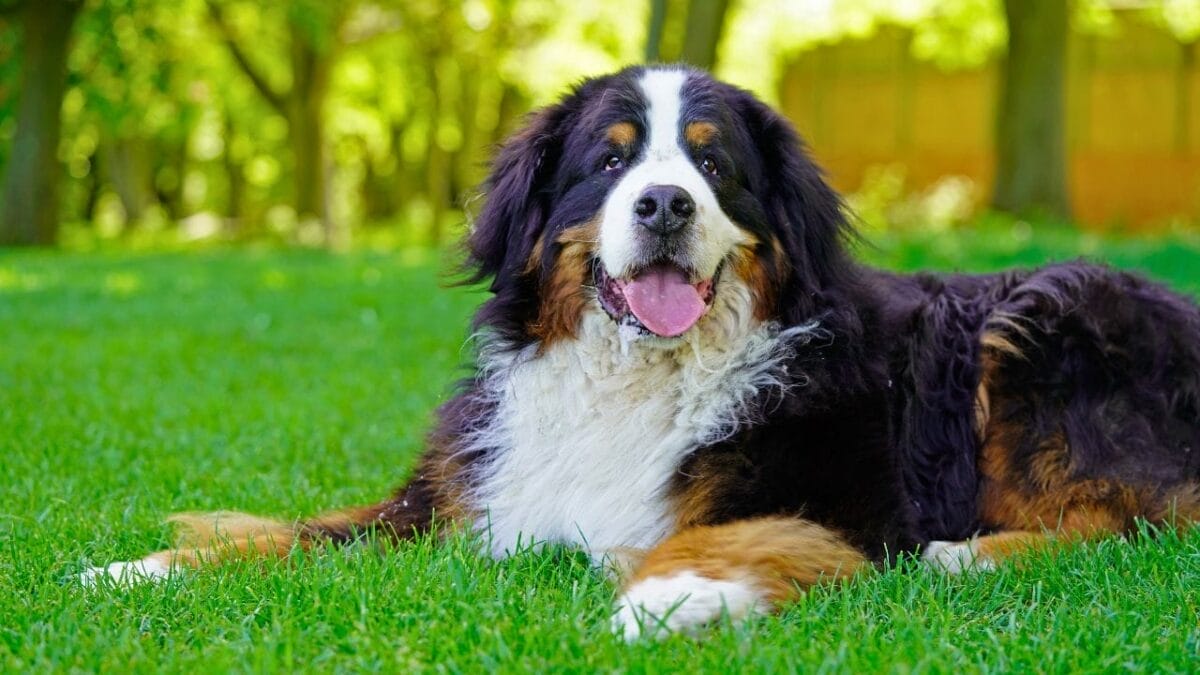 15 Dog Breeds Known for Their Fluffy, Cuddly Puppies - bernese mountain dog ss1722854659