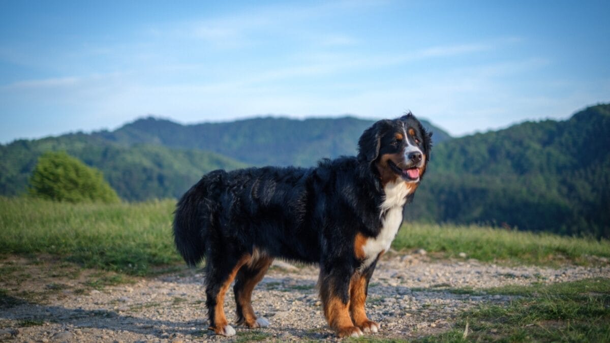 15 Dogs That Form Unbreakable Bonds with Their Humans - bernese mountain dog ss1827658223