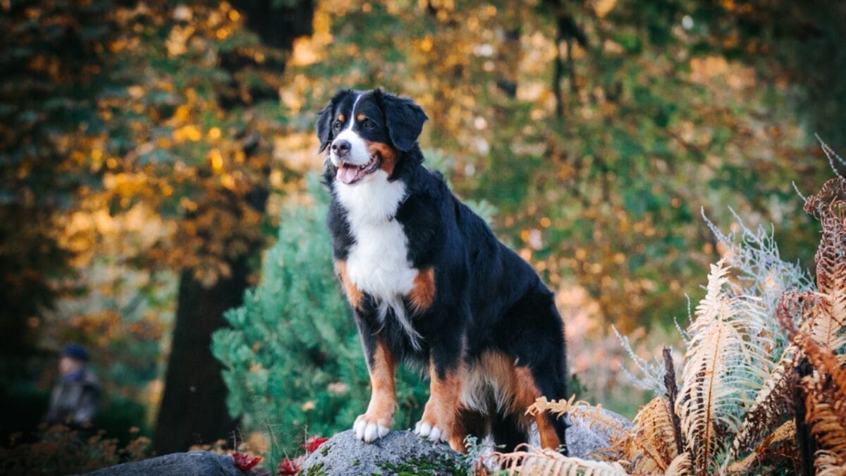 10 Lazy Dog Breeds Ideal for Laid-Back Owners 10 10 Lazy Dog Breeds Ideal for Laid-Back Owners - bernese mountain ss1905935245