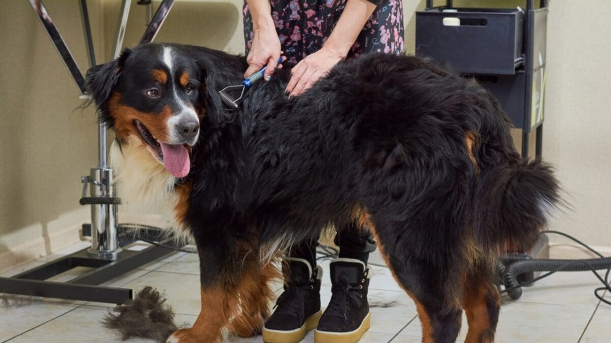 11 Dogs That Shed the Worst 11 11 Dogs That Shed the Worst - bernese ss695220520