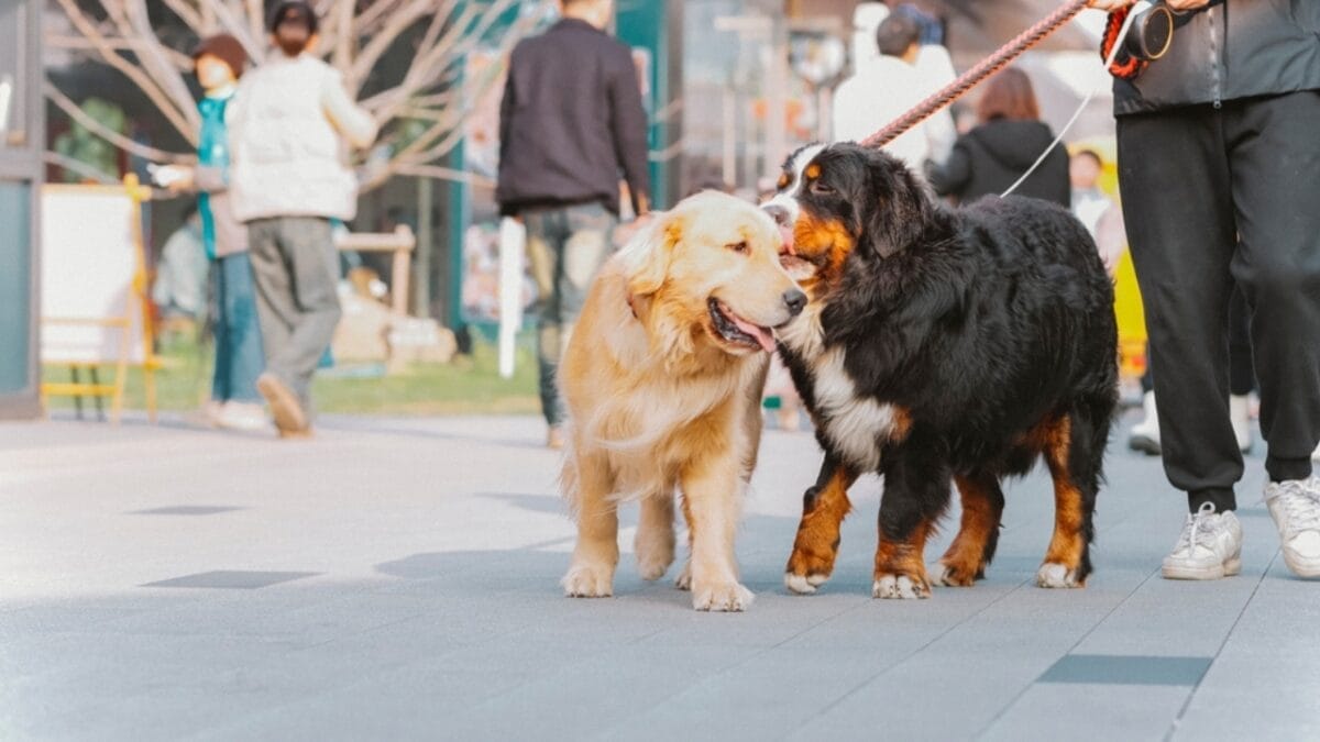 10 Reasons Bernese Mountain Dogs Will Steal Your Heart 11 10 Reasons Bernese Mountain Dogs Will Steal Your Heart - bernese with golden retriever dog ss2451625459