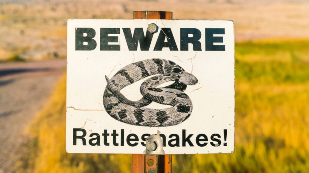 5 States Where Over 7,000 Venomous Snake Bites Happen Every Year - beware of snake ss1189566925