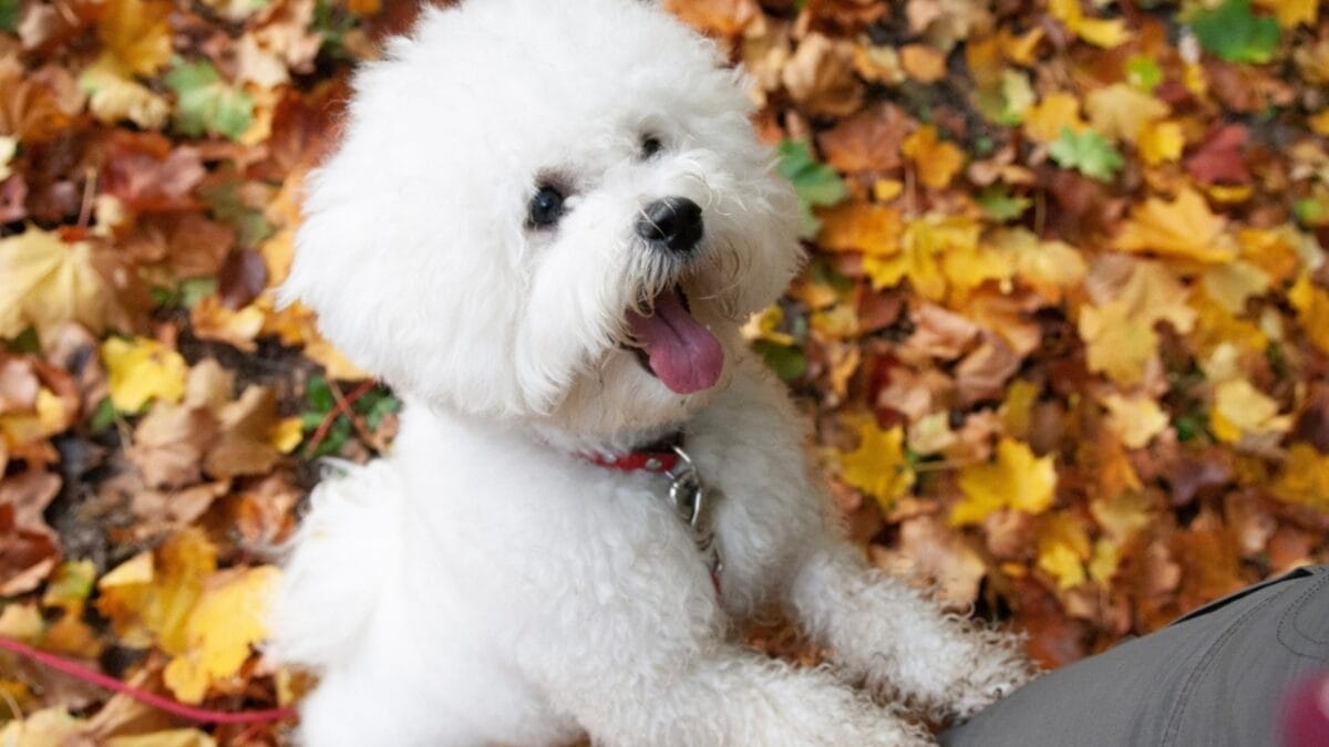 10 Reasons Bichon Frises are More Than Just Cute Faces - bichon dog autumn leaves ss2280823299