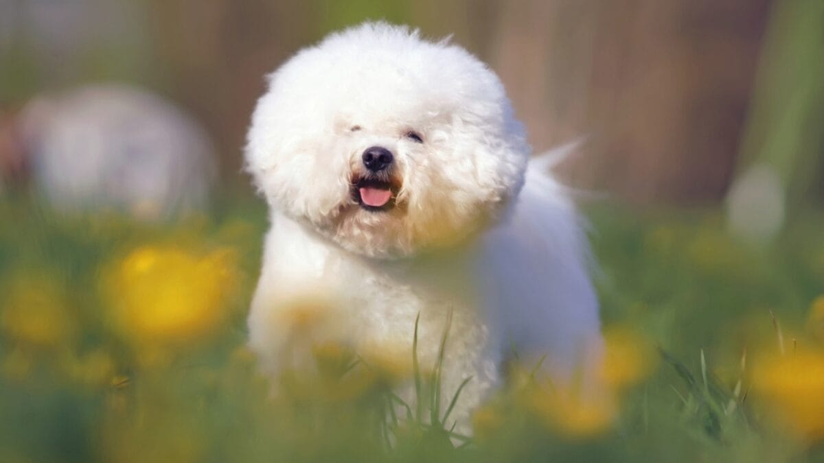 10 Reasons Bichon Frises are More Than Just Cute Faces - bichon dog flowers ss1829872298