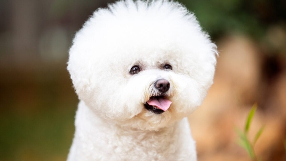 10 Reasons Bichon Frises are More Than Just Cute Faces - bichon dog fluff ss2339457511