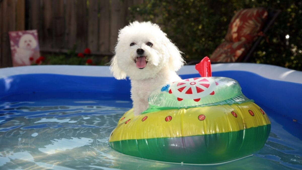 10 Reasons Bichon Frises are More Than Just Cute Faces - bichon dog pool ss14593480
