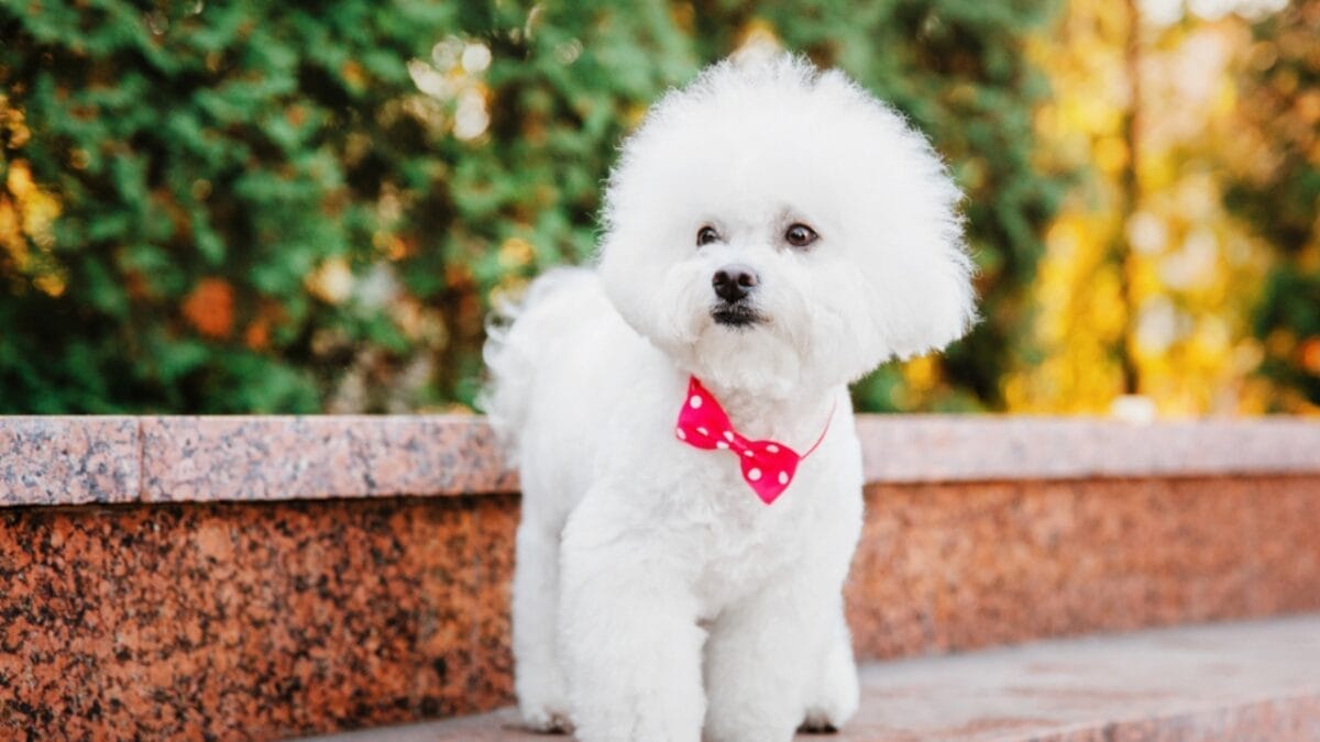 10 Reasons Bichon Frises are More Than Just Cute Faces - bichon dog ribbon ss1541337983