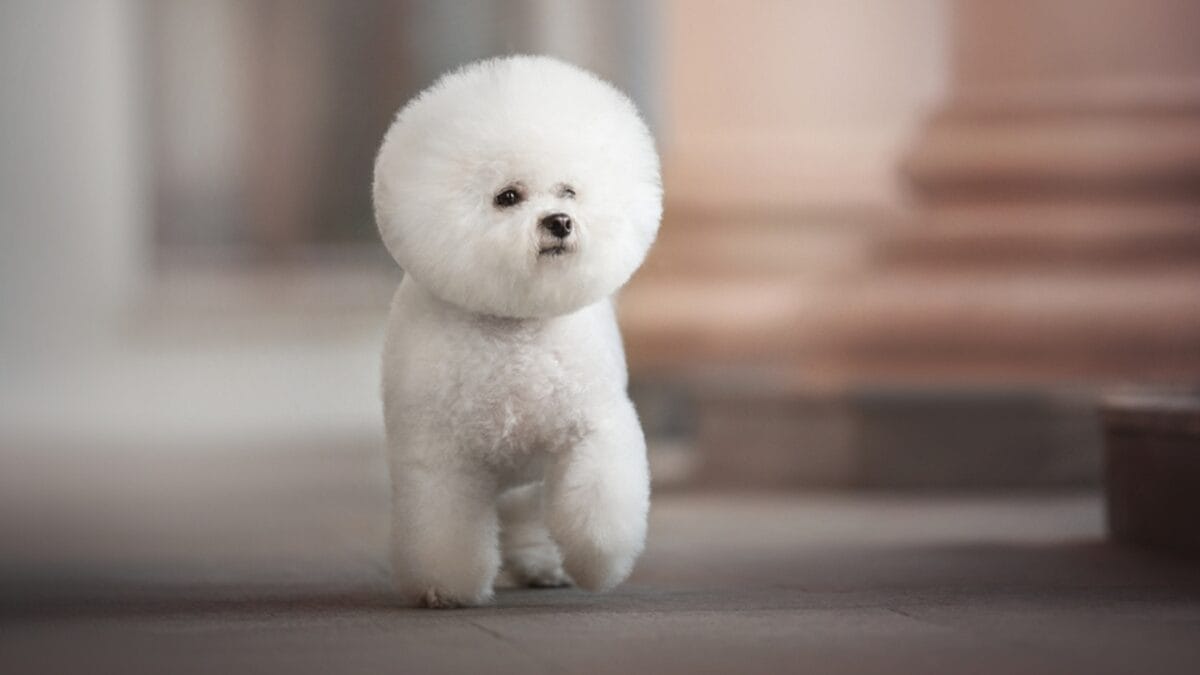 10 Reasons Bichon Frises are More Than Just Cute Faces - bichon dog running side ss2022691481