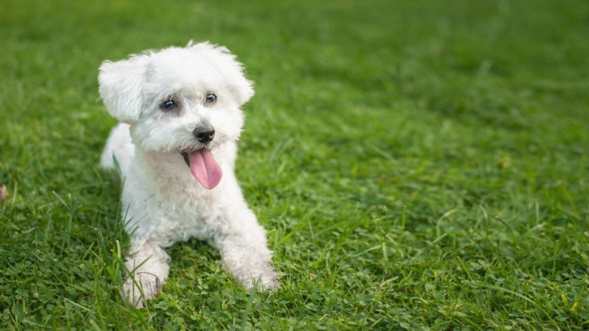 10 Reasons Bichon Frises are More Than Just Cute Faces - bichon dog sitting grass tongue ss2054106263