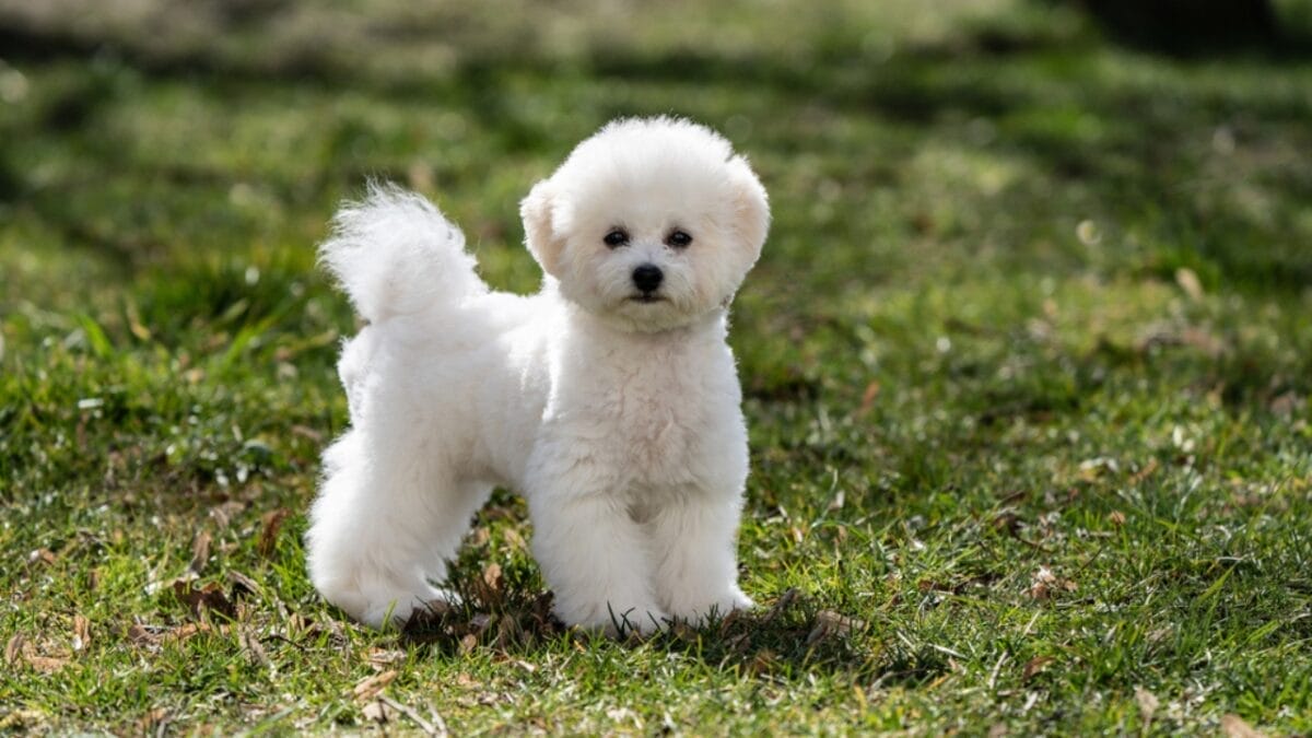 10 Reasons Bichon Frises are More Than Just Cute Faces - bichon dog standing grass ss1723861360