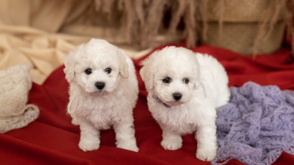 18 Most Pampered & High-Maintenance Dog Breeds 12 18 Most Pampered & High-Maintenance Dog Breeds - bichon frise dog dp358854090