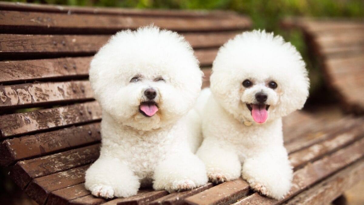 15 Dog Breeds Known for Their Fluffy, Cuddly Puppies - bichon frise dog on bench ss2339457523