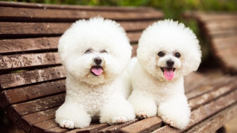 10 Reasons Bichon Frises are More Than Just Cute Faces - bichon frise dog on bench ss2339457523