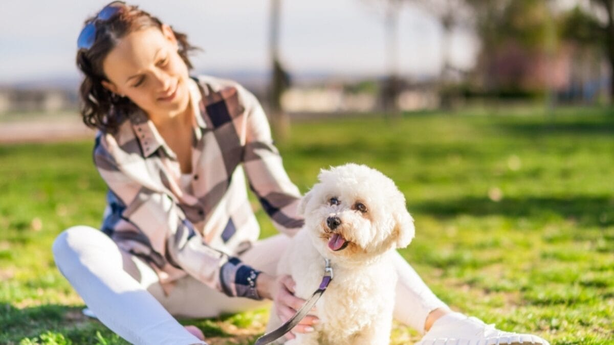 11 Dog Breeds Perfect for First-Time Owners 8 11 Dog Breeds Perfect for First-Time Owners - bichon ss2274191839