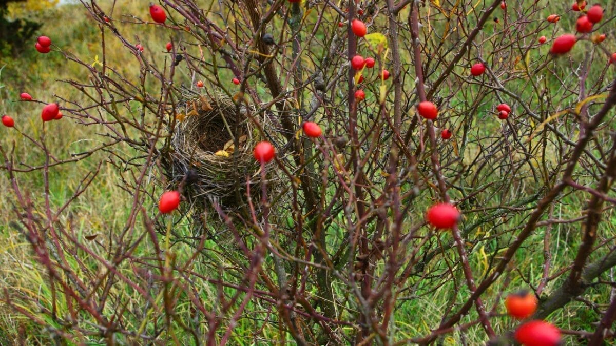 5 Places Where Hummingbirds Nest - bird nest in shrub ss777325336