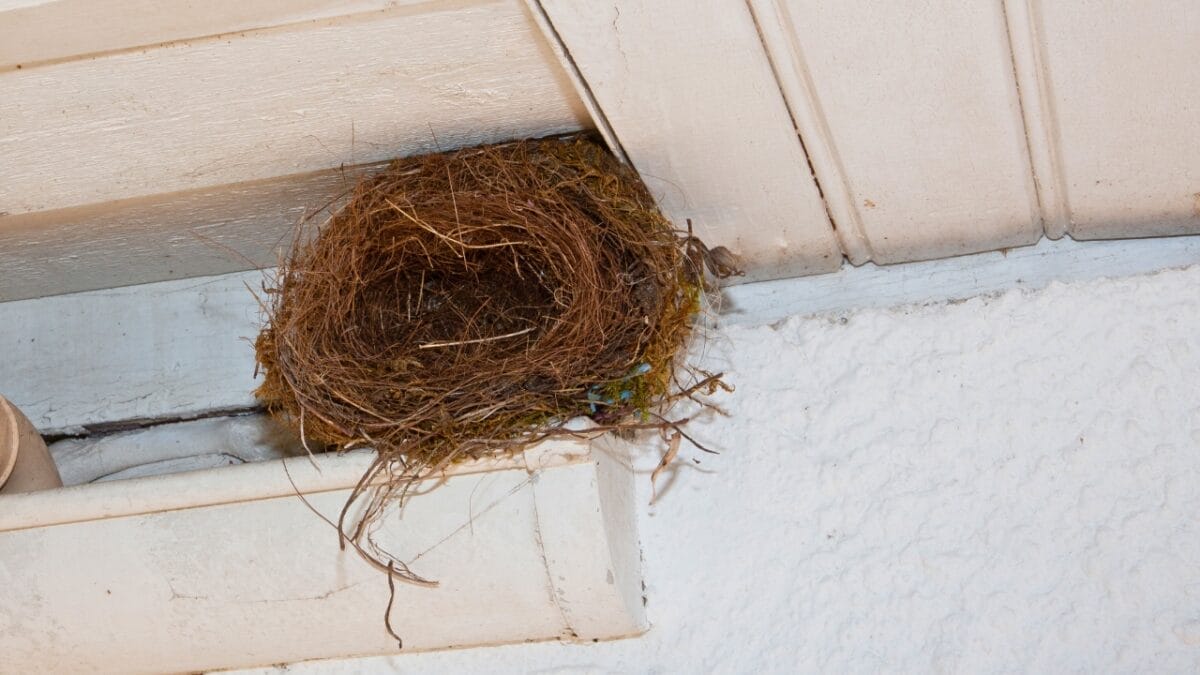 10 Ways to Attract Bluebirds to Your Yard - bird nest under eaves ss1353145256