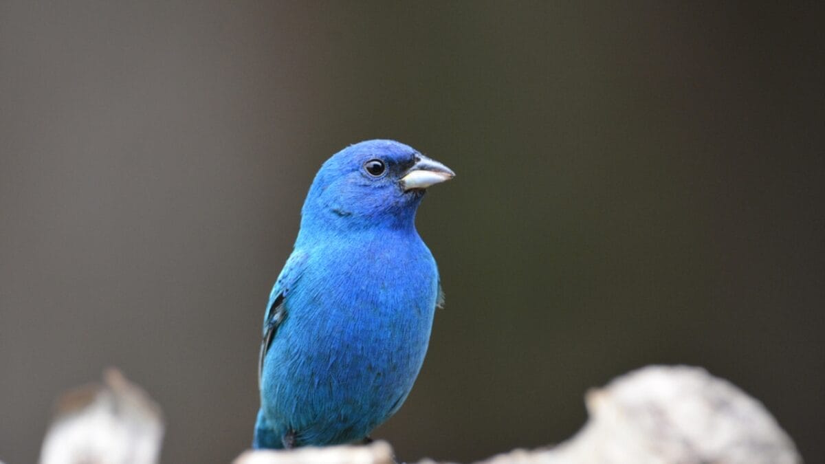 Not Every Blue-Hued Bird Is a Bluebird - Here's How to Tell Them Apart 5 Not Every Blue-Hued Bird Is a Bluebird - Here's How to Tell Them Apart - bird Indigo Bunting dp466843748