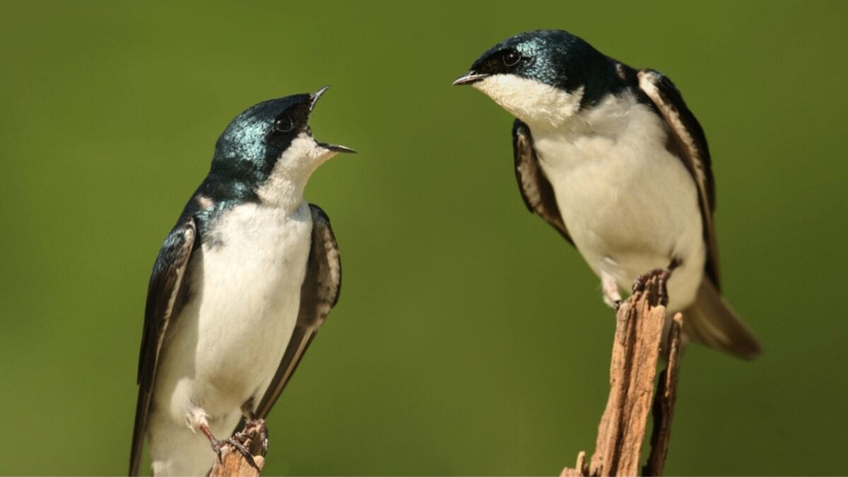 Not Every Blue-Hued Bird Is a Bluebird - Here's How to Tell Them Apart 7 Not Every Blue-Hued Bird Is a Bluebird - Here's How to Tell Them Apart - bird Swallows dp26282943