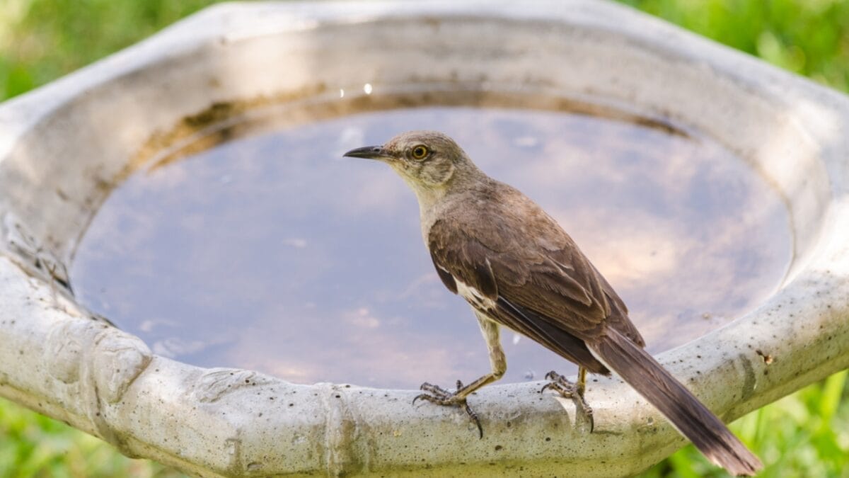 7 Brilliant Tricks to Keep Your Bird Bath Algae-Free & Inviting - bird bath basin ss301530131