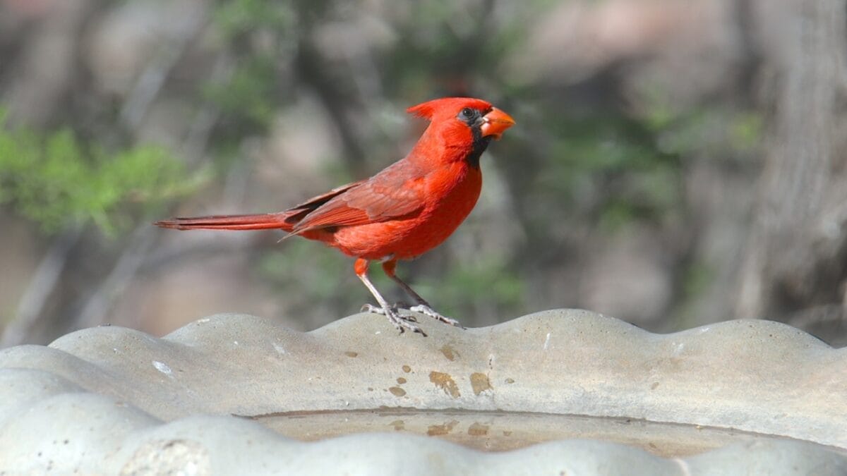 10 Ways to Attract Cardinals to Your Feeders 6 10 Ways to Attract Cardinals to Your Feeders - bird bath dp310011526