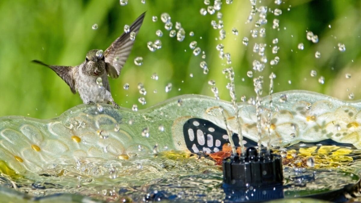 7 Brilliant Tricks to Keep Your Bird Bath Algae-Free & Inviting - bird bath flowing ss2173755565