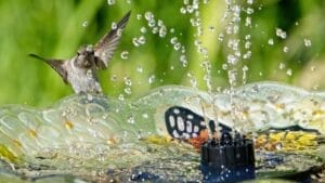 Hummingbirds Aren’t Just After Nectar—Here’s What They Need 1 Hummingbirds Aren’t Just After Nectar—Here’s What They Need - bird bath flowing ss2173755565