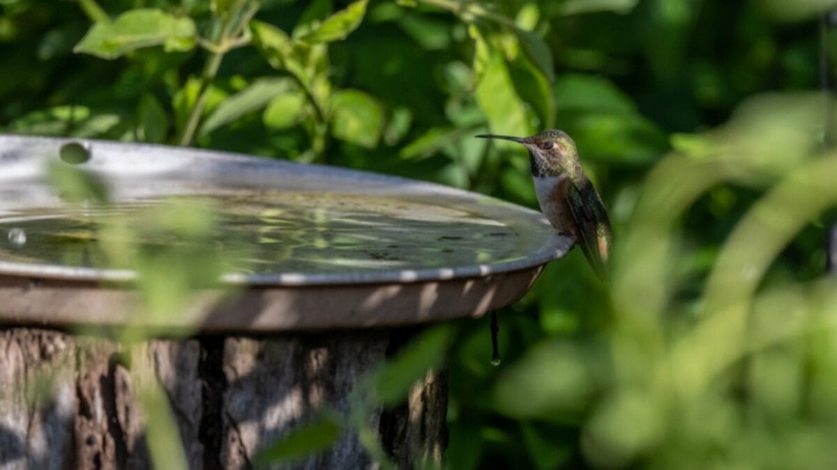 7 Brilliant Tricks to Keep Your Bird Bath Algae-Free & Inviting - bird bath location ss2280447035 1