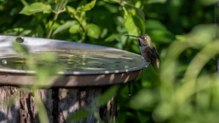 Hummingbirds Avoiding Your Birdbath? Here’s What Might Be Wrong & How to Fix It 1 Hummingbirds Avoiding Your Birdbath? Here’s What Might Be Wrong & How to Fix It - bird bath location ss2280447035 1