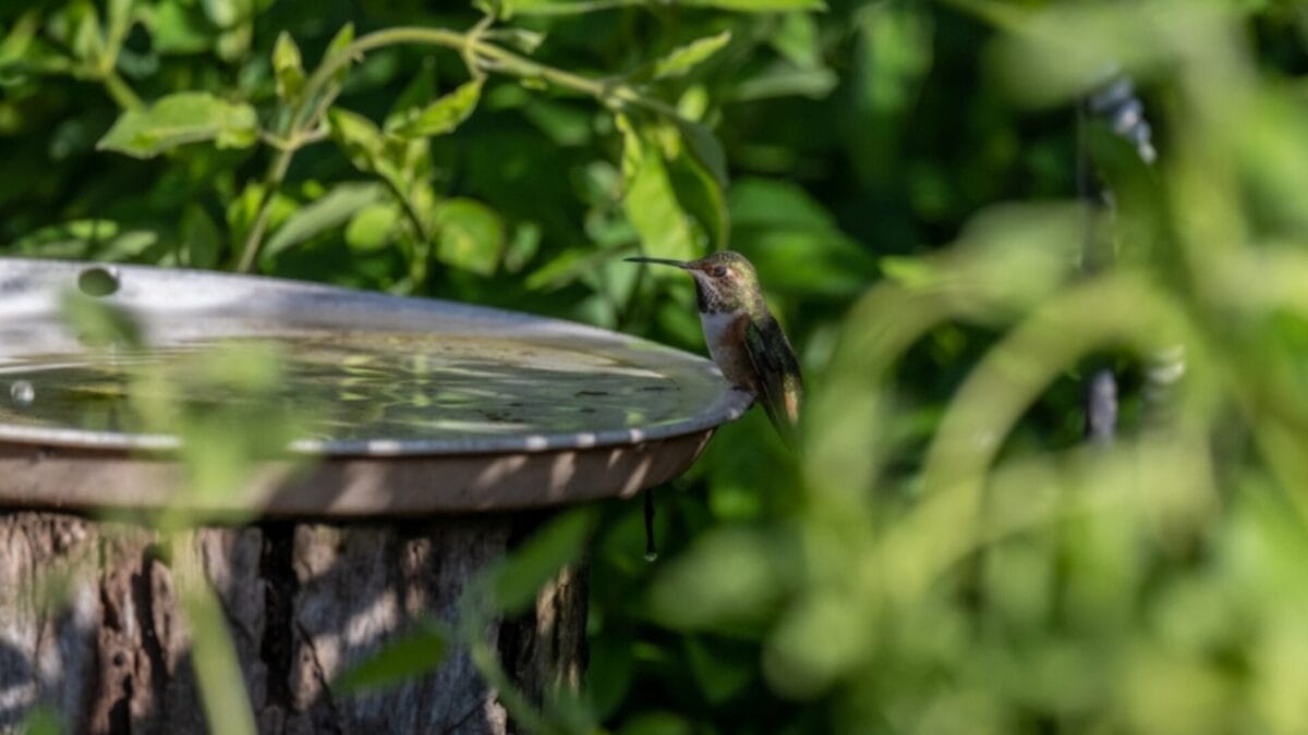 Attract More Hummingbirds with These 5 Bird Bath Tips 4 Attract More Hummingbirds with These 5 Bird Bath Tips - bird bath location ss2280447035
