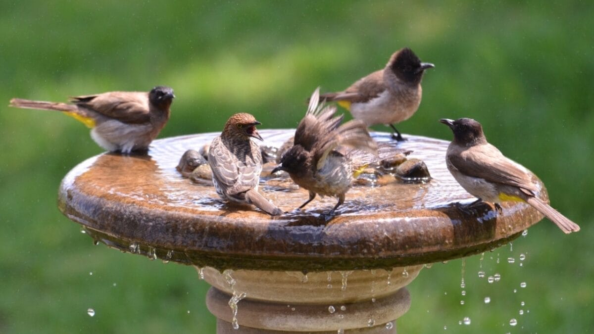 Front Yard Upgrades: 25 Simple Landscaping Ideas That Add Value - bird bath ss2134876233