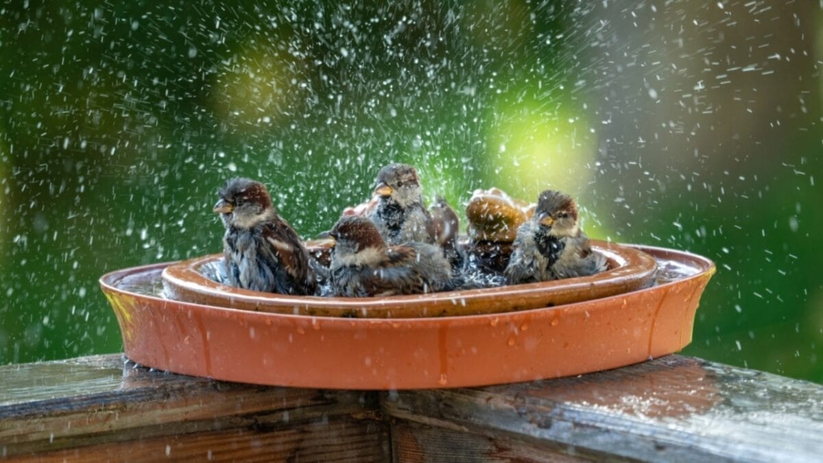 7 Brilliant Tricks to Keep Your Bird Bath Algae-Free & Inviting - bird bath ss2222394263