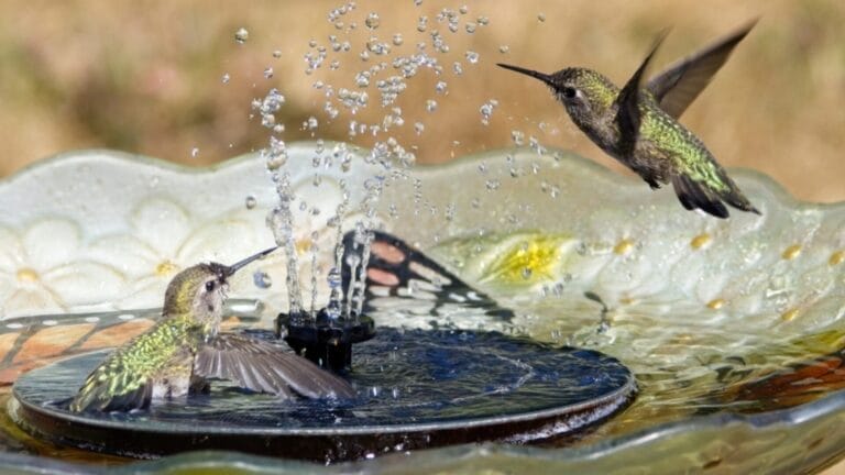 Attract More Hummingbirds with These 5 Bird Bath Tips 5 Attract More Hummingbirds with These 5 Bird Bath Tips - bird bath ss2336489467