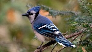 Not Every Blue-Hued Bird Is a Bluebird - Here's How to Tell Them Apart 1 Not Every Blue-Hued Bird Is a Bluebird - Here's How to Tell Them Apart - bird bluejay dp424023086