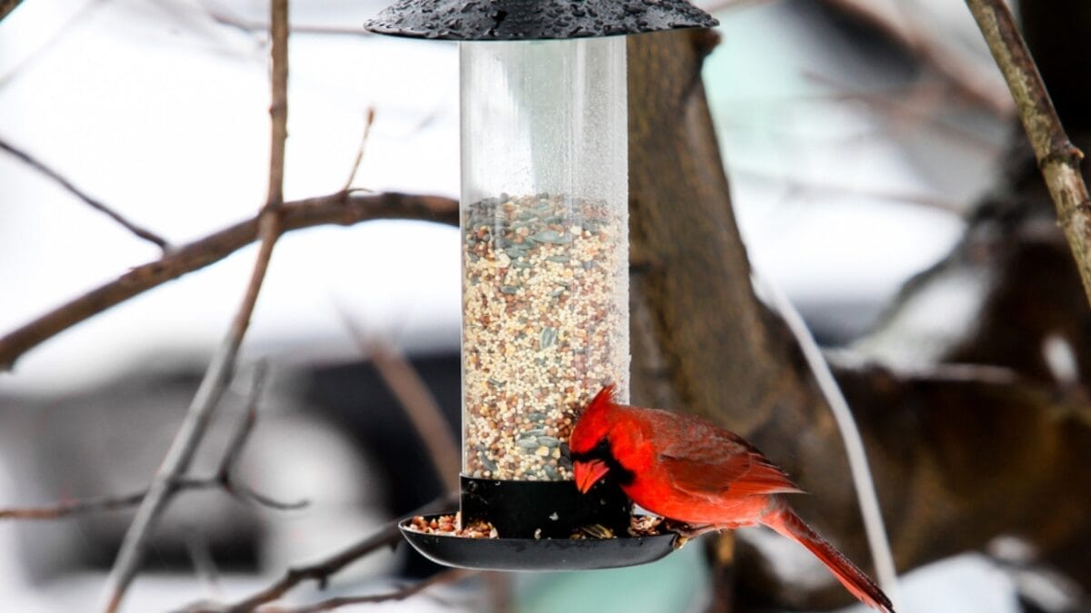 10 Ways to Attract Cardinals to Your Feeders 5 10 Ways to Attract Cardinals to Your Feeders - bird feeder in trees dp448331898