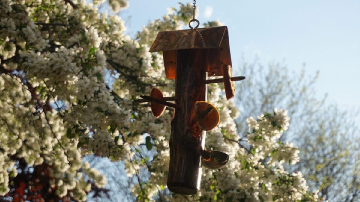 10 Effective Ways to Keep Grackles Away from Your Bird Feeders 5 10 Effective Ways to Keep Grackles Away from Your Bird Feeders - bird feeder with citrus ss1423784375