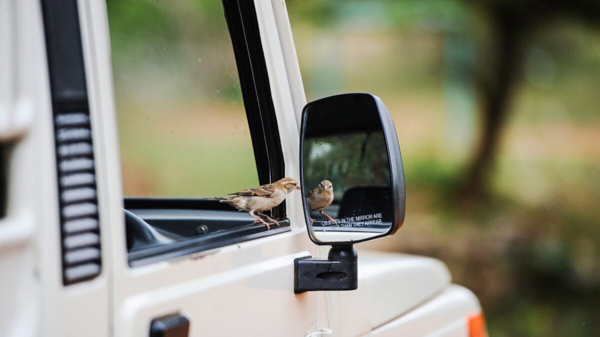 7 Dangers Threatening Hummingbirds - bird looking at a mirror ss188381102