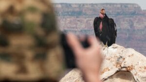 12 Best US States for Bird Watching 1 12 Best US States for Bird Watching - bird watching dp185994838