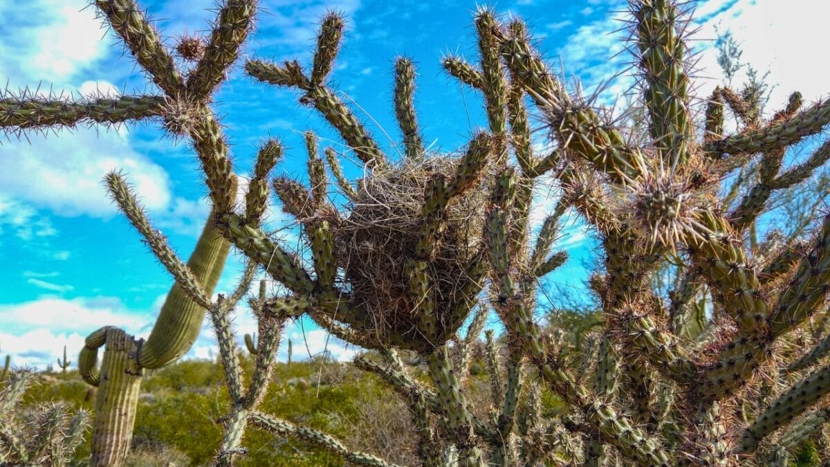 5 Places Where Hummingbirds Nest 5 5 Places Where Hummingbirds Nest - birds nest on cacti ss1460114168