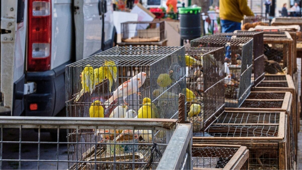 7 Dangers Threatening Hummingbirds - birds in cage ss2423318719