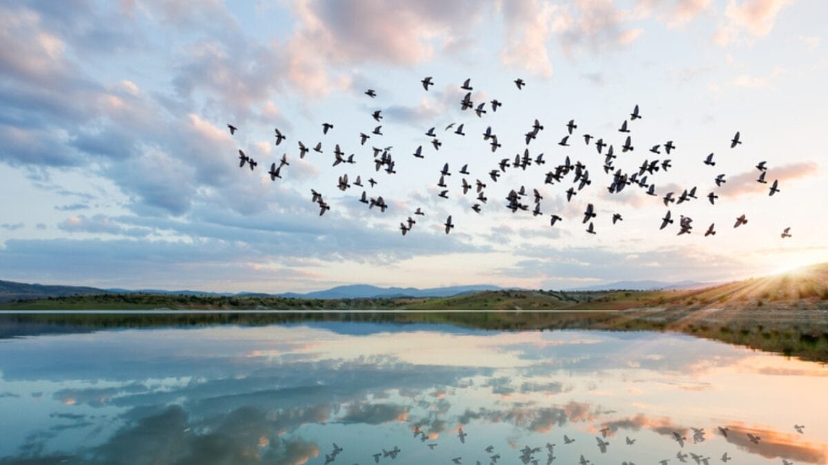 15 Bird Facts That Will Make Us All Birders in the U.S. 17 15 Bird Facts That Will Make Us All Birders in the U.S. - birds in the sky ss442943749