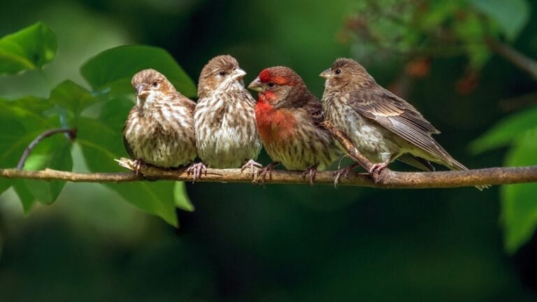 9 Birds You Don’t Want to See in Your Yard 3 9 Birds You Don’t Want to See in Your Yard - birds sitting on branch dp622269836