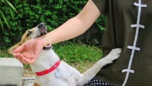 Why Your Dog May Be Biting One Person in the Family 1 Why Your Dog May Be Biting One Person in the Family - biting dog ss1175969728