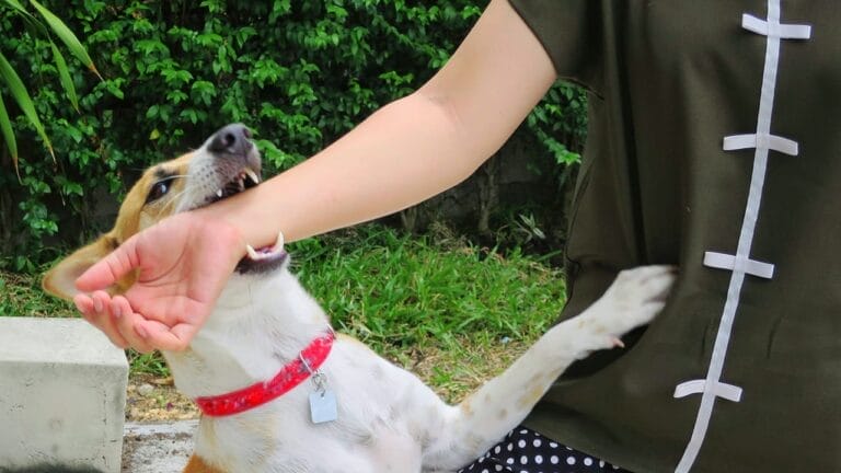 Why Your Dog May Be Biting One Person in the Family 8 Why Your Dog May Be Biting One Person in the Family - biting dog ss1175969728