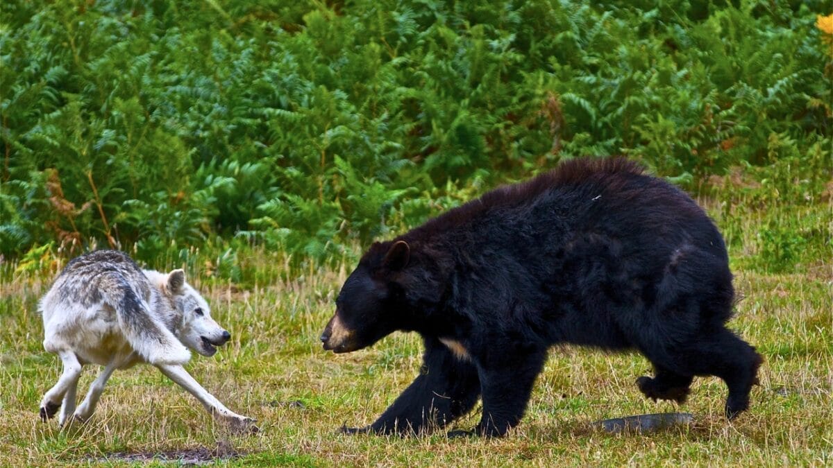 The 15 Most Dangerous Animals in North America 7 The 15 Most Dangerous Animals in North America - black bear versus wolf ss652202359