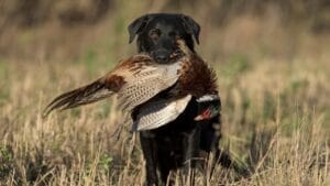A Hunter's Best Friend: 10 Dog Breeds Built For The Hunt 1 A Hunter's Best Friend: 10 Dog Breeds Built For The Hunt - black lab hunting dog ss1304727784