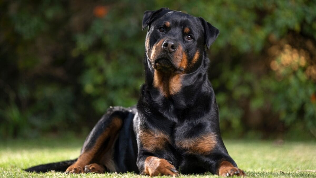 15 Dogs That Form Unbreakable Bonds with Their Humans - black Rottweiler ss2309625957