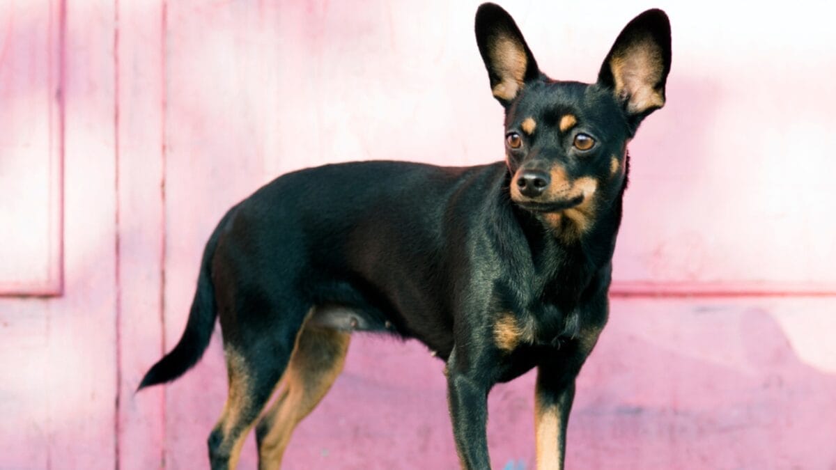 31 Endangered Dog Breeds at Risk of Disappearing 9 31 Endangered Dog Breeds at Risk of Disappearing - black and tan terrier ss1545894515