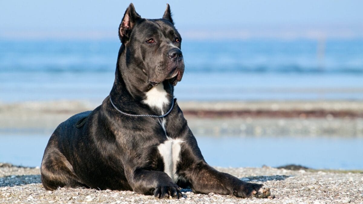 Debunking the Top 10 Cane Corso Myths 10 Debunking the Top 10 Cane Corso Myths - black cane corso ss231666658