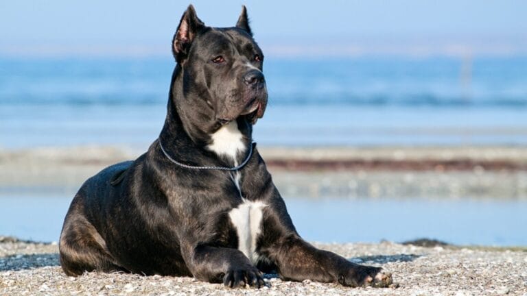 9 Things Anyone Considering a Cane Corso Should Know 1 9 Things Anyone Considering a Cane Corso Should Know - black cane corso ss231666658