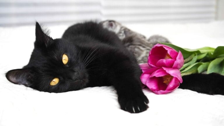 12 Black-Colored Cats Breaking Superstitions 4 12 Black-Colored Cats Breaking Superstitions - black cat breed dp187529758